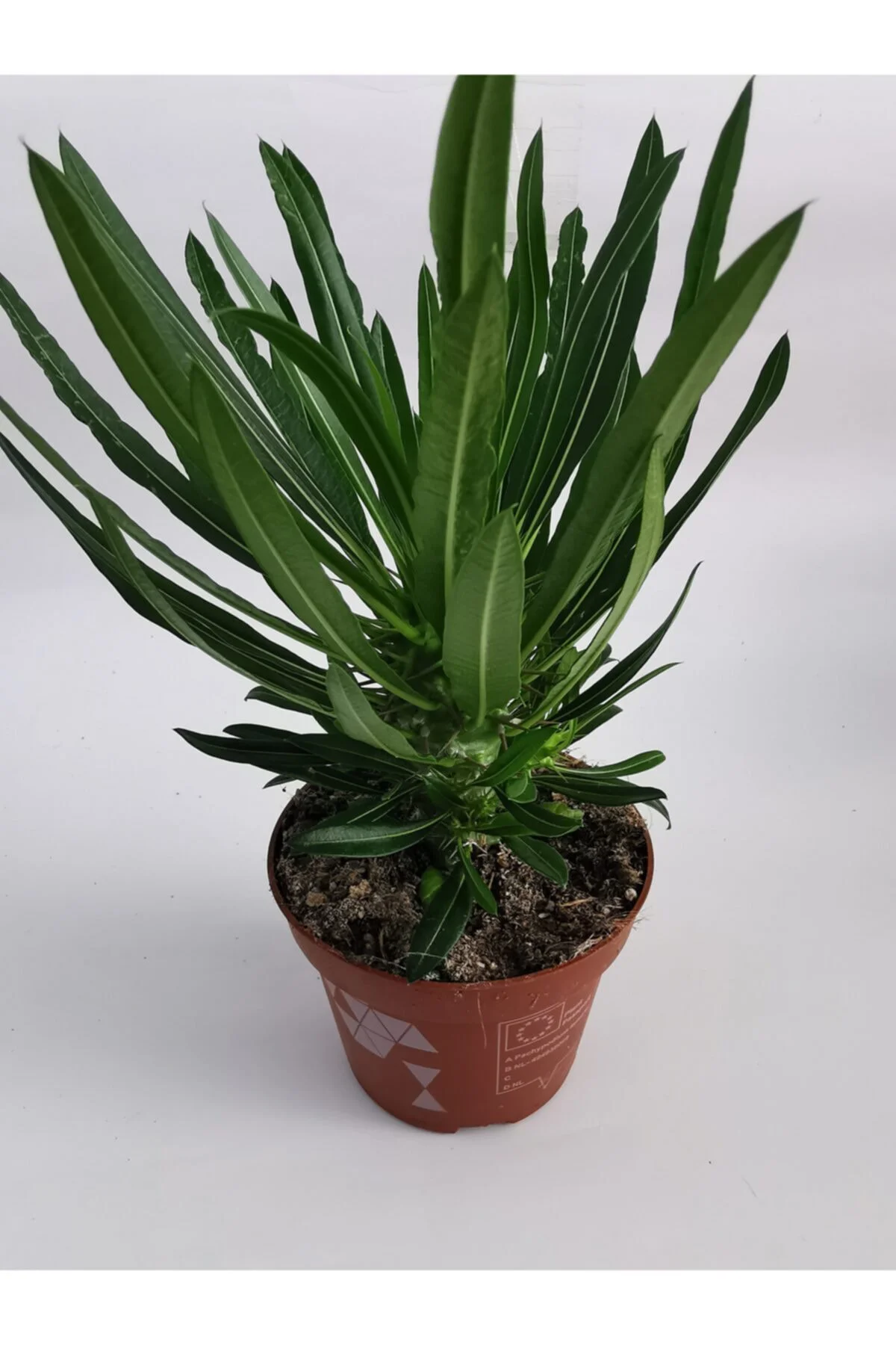Madagaskar Palmiyesi 25cm/35cm