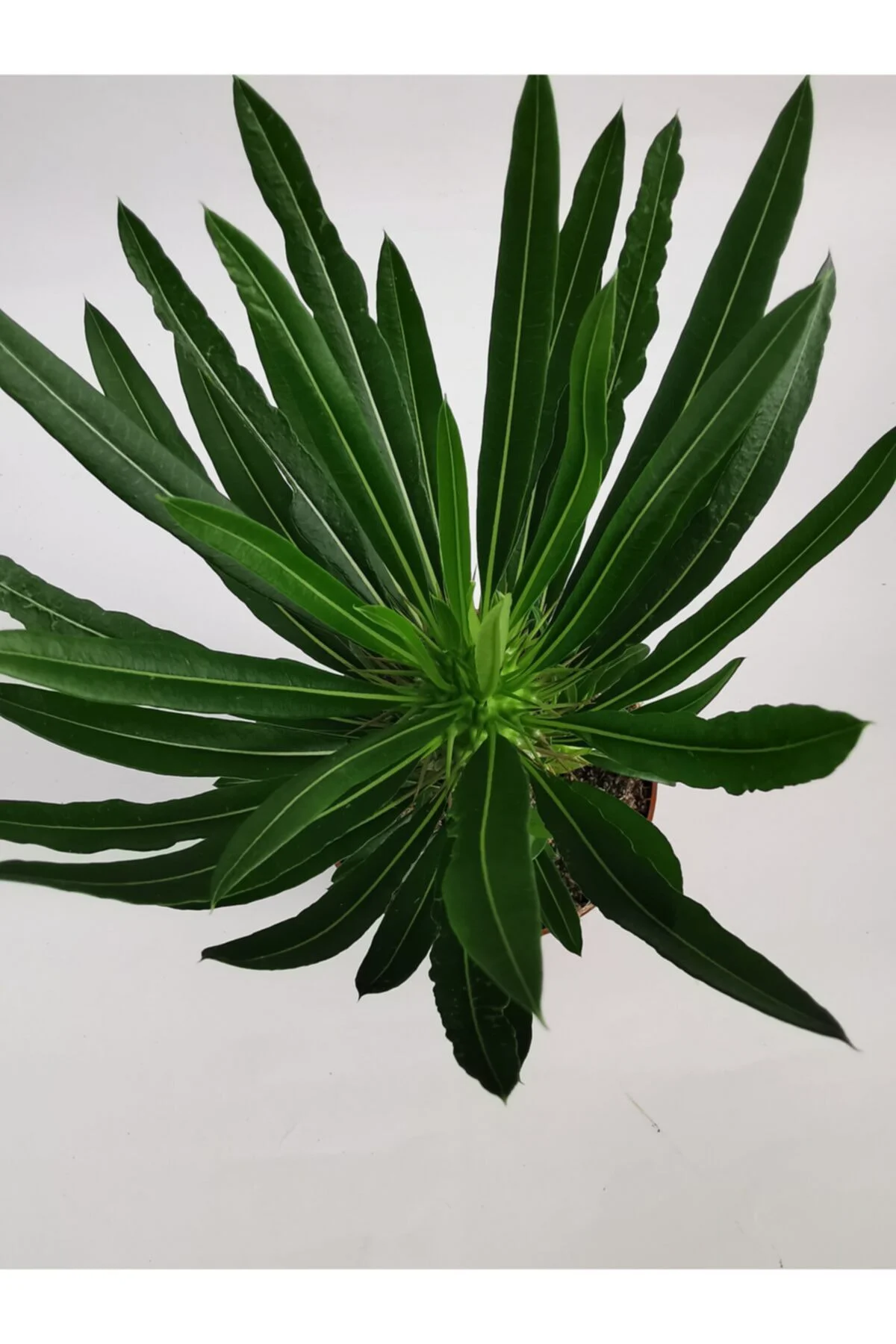 Madagaskar Palmiyesi 25cm/35cm