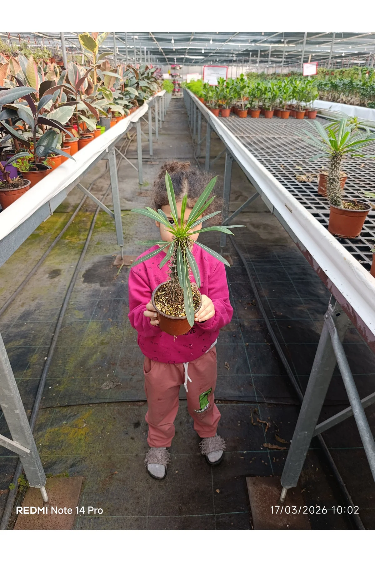Madagaskar Palmiyesi - Egzotik Pachypodium Lamerei - Ofis ve Ev İ