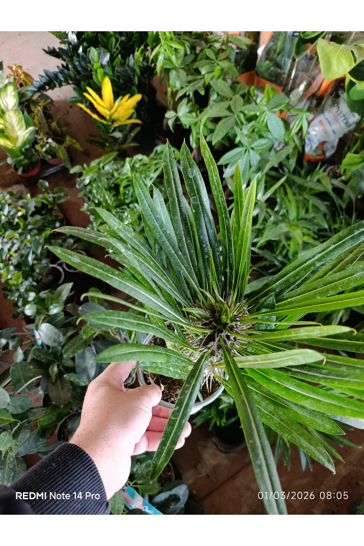 Madagaskar Palmiyesi - Pachypodium Lamerei - Dikenli Egzotik Salo