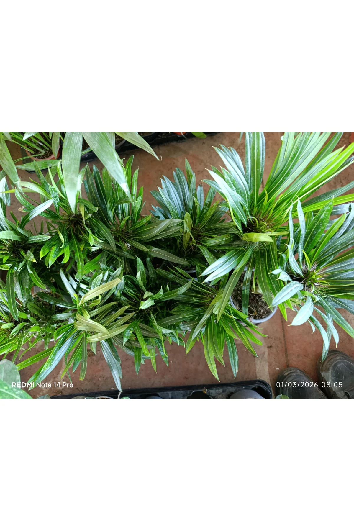 Madagaskar Palmiyesi - Pachypodium Lamerei - Dikenli Egzotik Salo