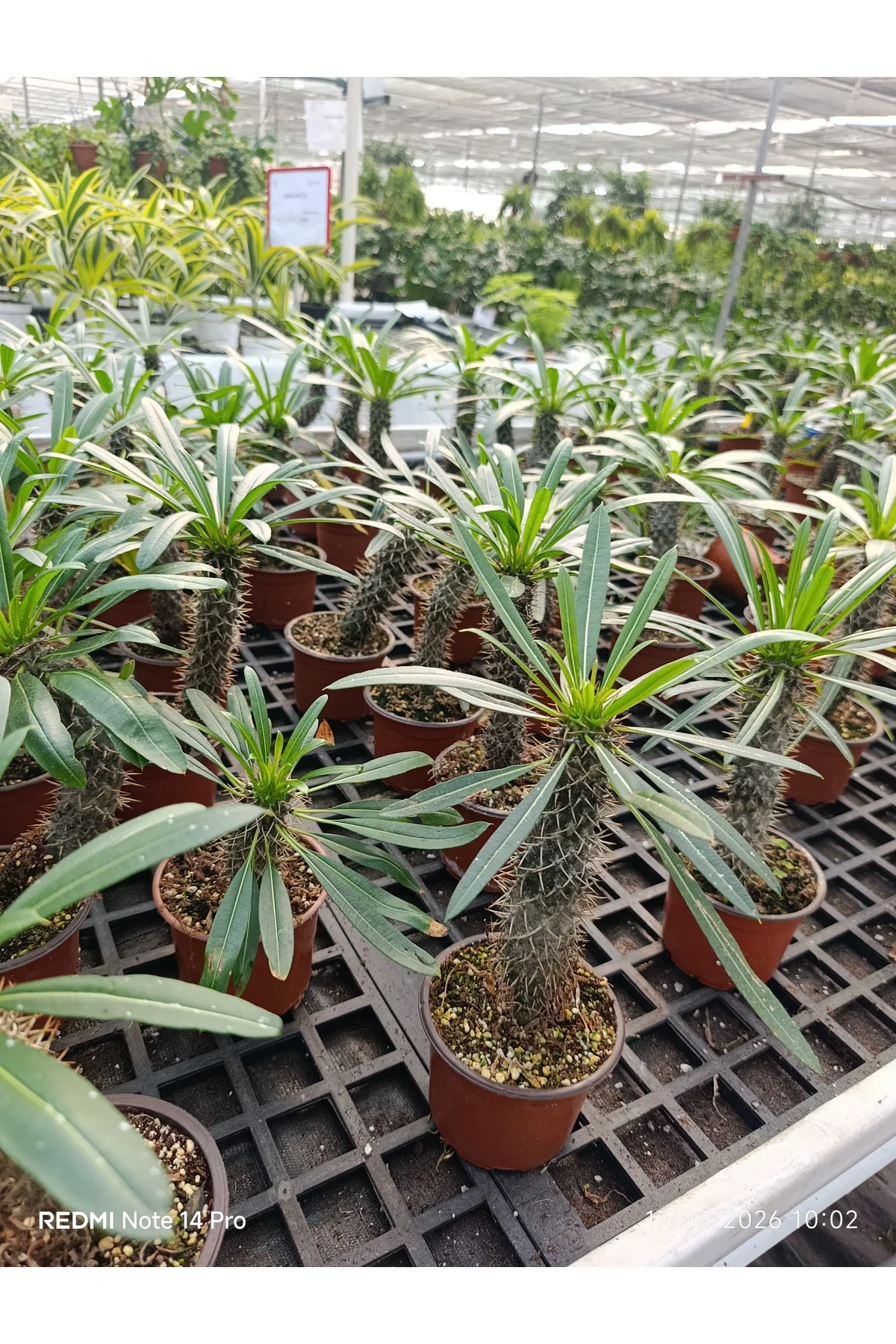Madagaskar Palmiyesi - Egzotik Pachypodium Lamerei - Ofis ve Ev İ