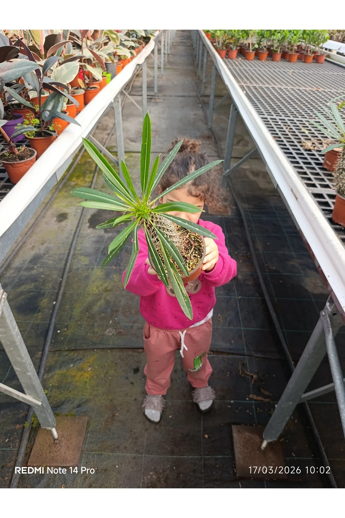Madagaskar Palmiyesi - Egzotik Pachypodium Lamerei - Ofis ve Ev İ