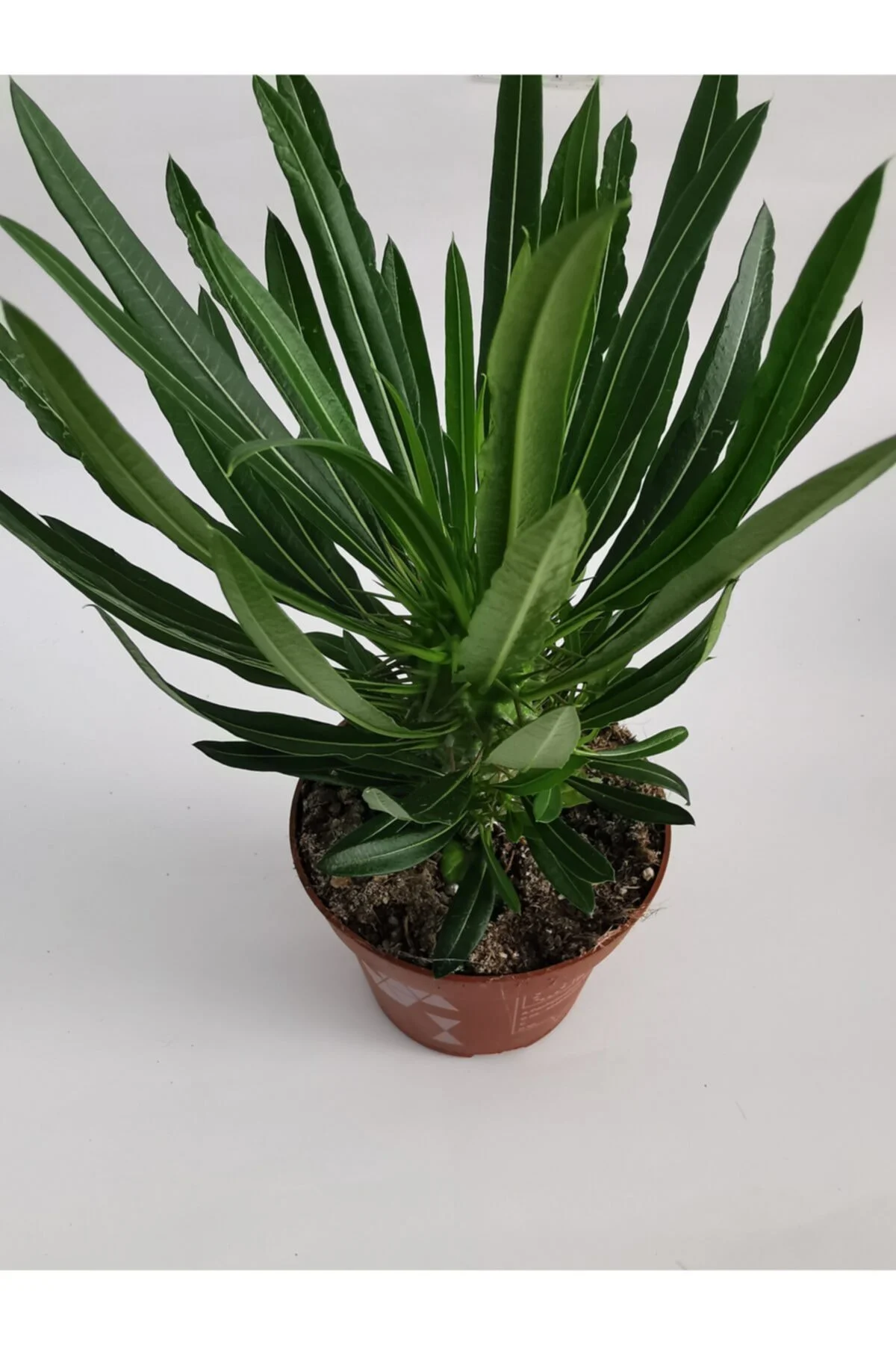 Madagaskar Palmiyesi 25cm/35cm - Görsel 3