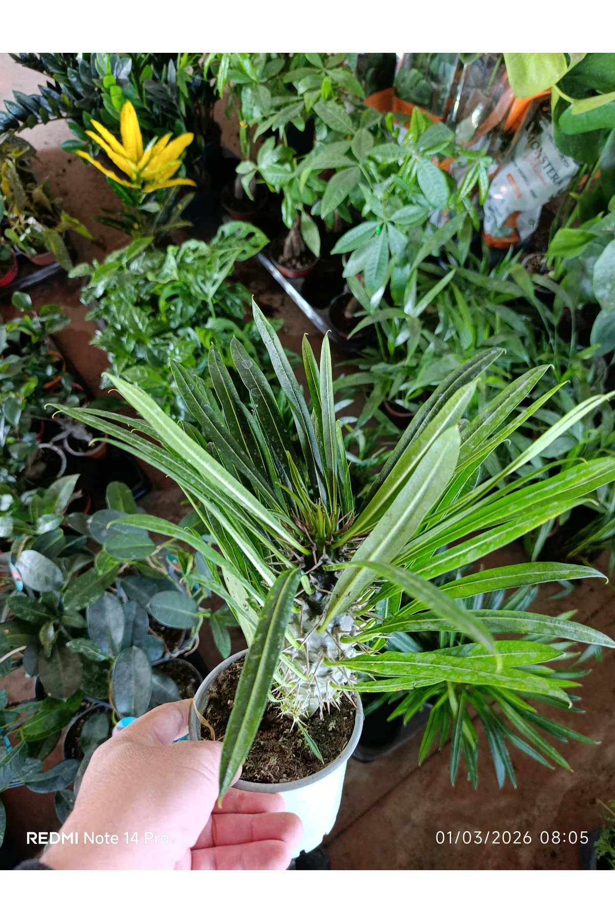 Madagaskar Palmiyesi - Pachypodium Lamerei - Dikenli Egzotik Salo