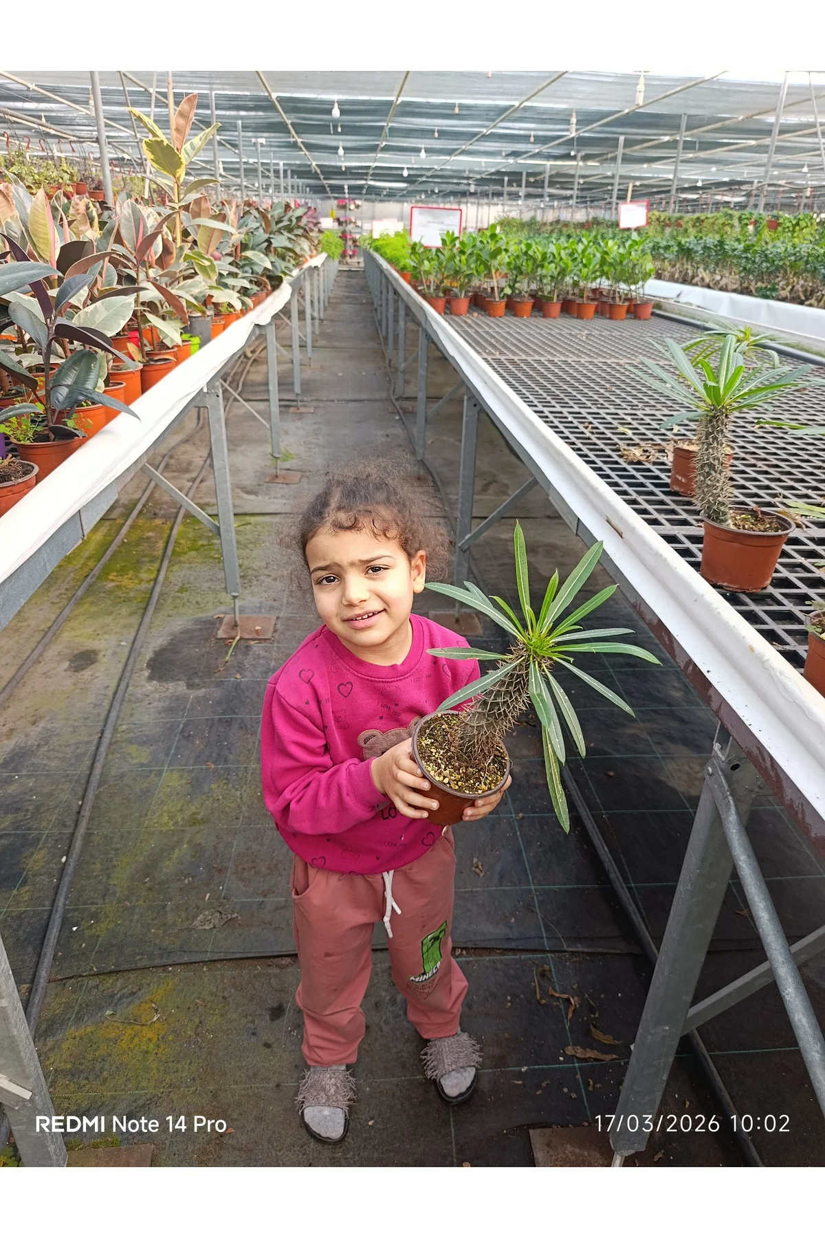 Madagaskar Palmiyesi - Egzotik Pachypodium Lamerei - Ofis ve Ev İ