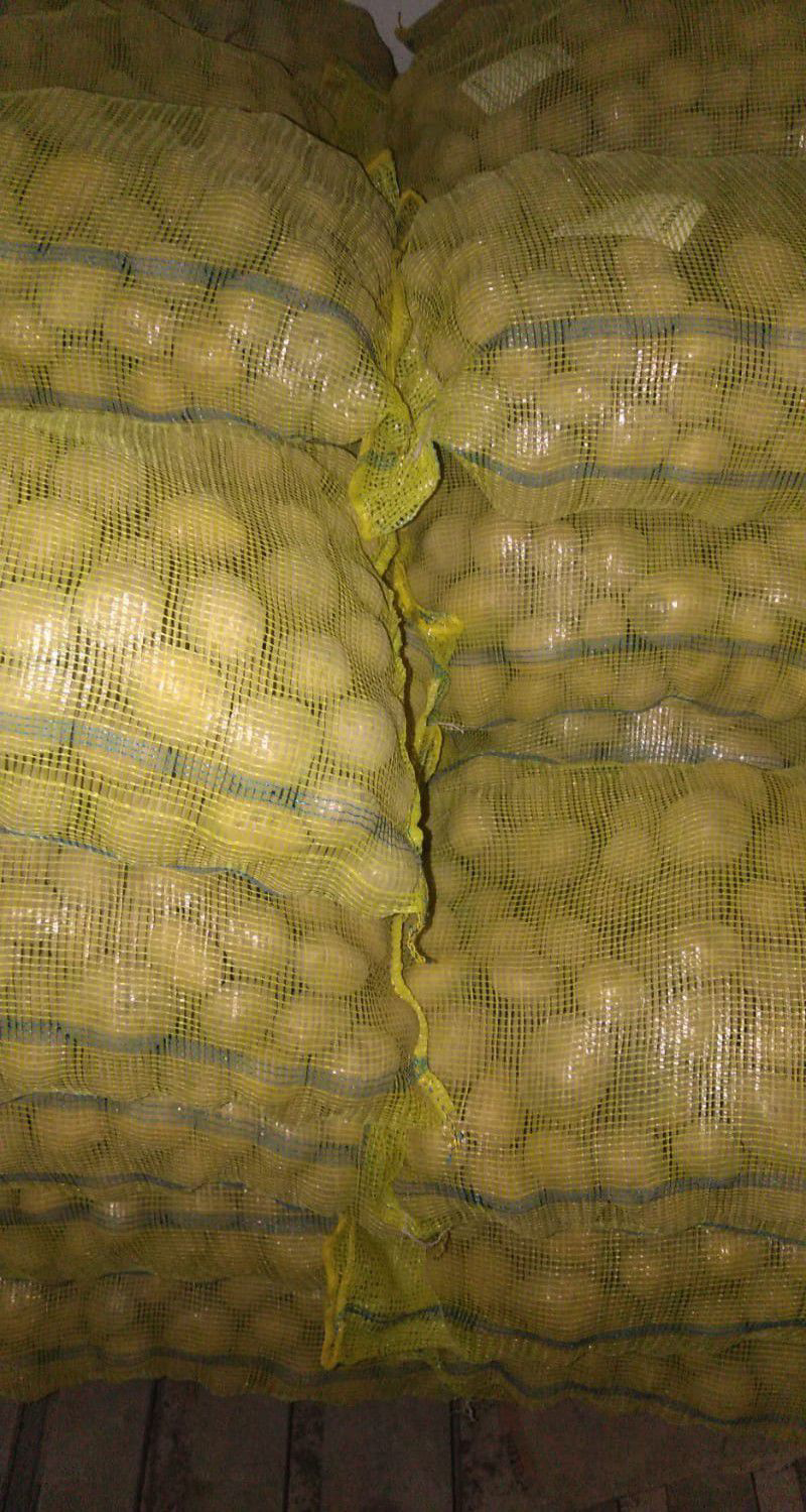 Madeleine Patates Tohumu 1 Kg