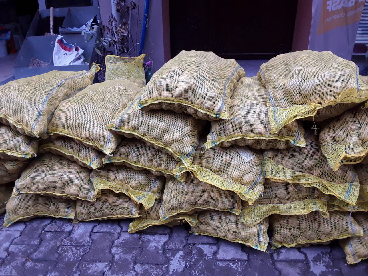 Madeleine Patates Tohumu 1 Kg