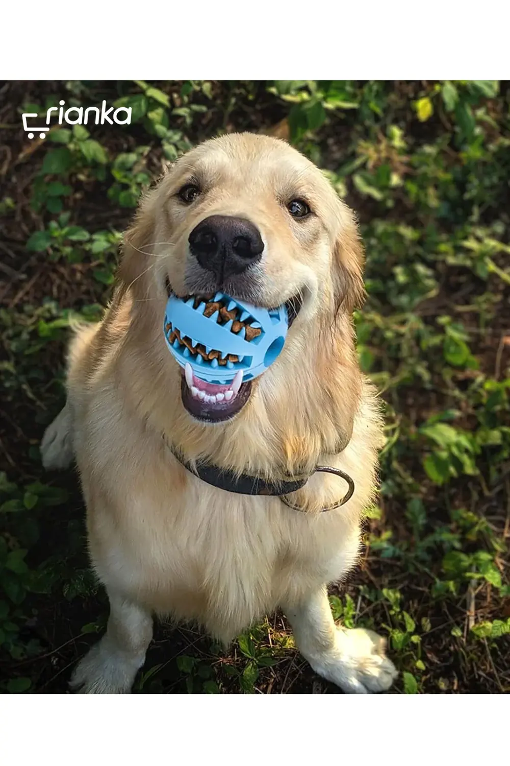 Mama Hazneli Köpek Eğitim Ve Oyun Topu