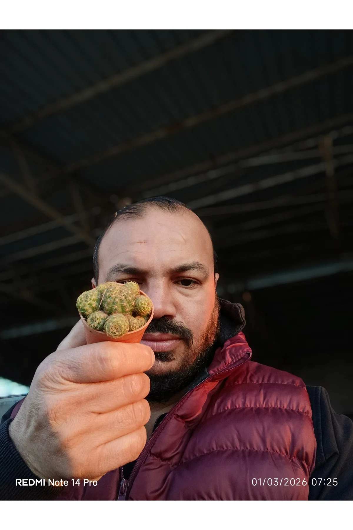Mammillaria Yavrulu Mini Kaktüs Saksılı Koleksiyonluk