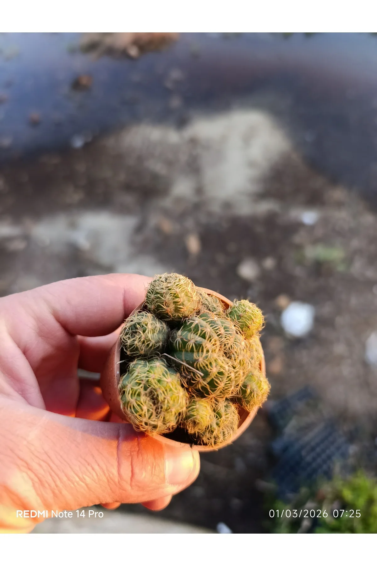 Mammillaria Yavrulu Mini Kaktüs Saksılı Koleksiyonluk