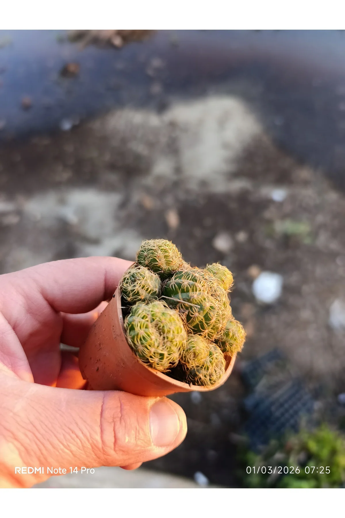 Mammillaria Yavrulu Mini Kaktüs Saksılı Koleksiyonluk
