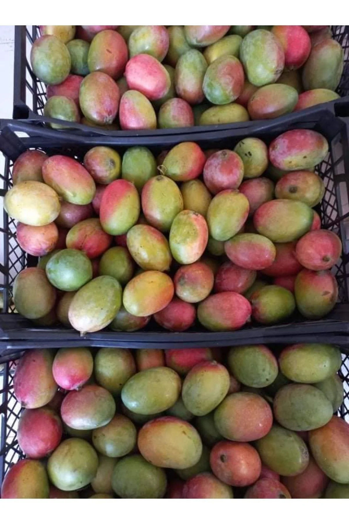 Mango Fidanı (4 ADET) Fidan Mango Fidanı (4 ADET) Fidan - Görsel 3