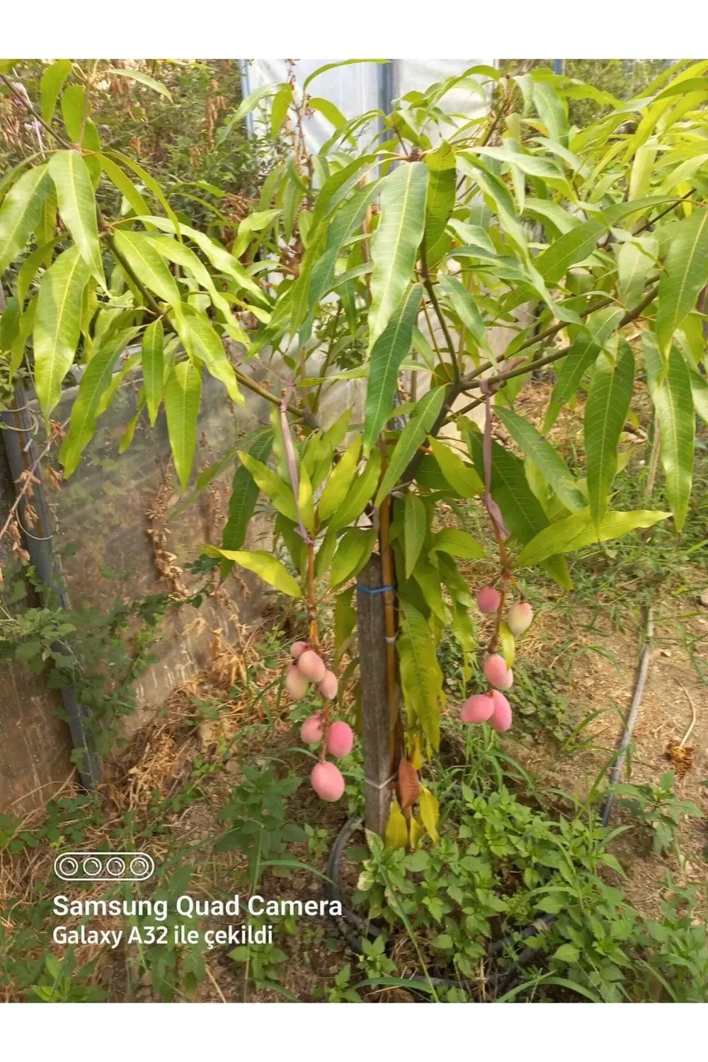 Mango Fidanı Tüplü 3 4 Yaş