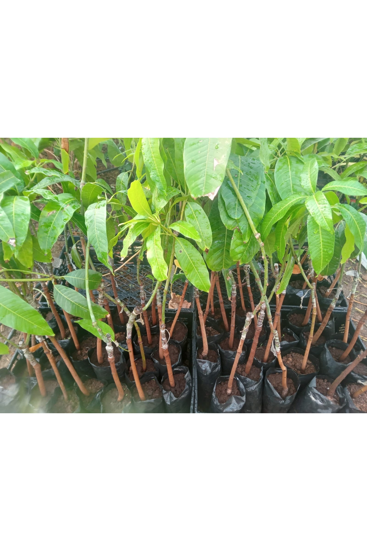 Erva Peysaj Mango Fidanı Tüplü 3 4 Yaş