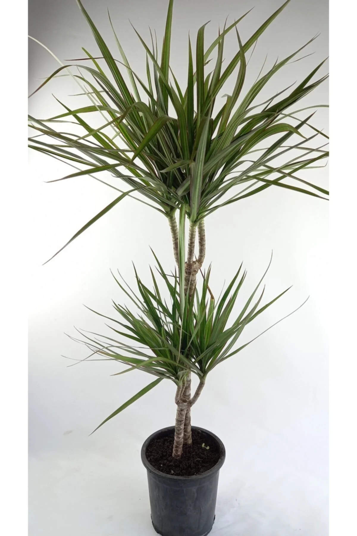 Marginata 2 Köklü Uzun