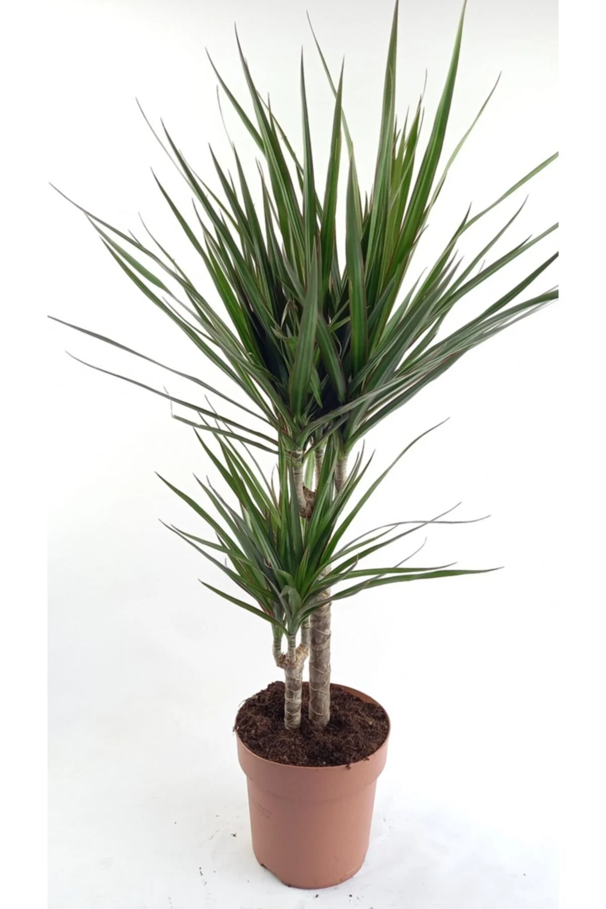 Marginata 2 Köklü