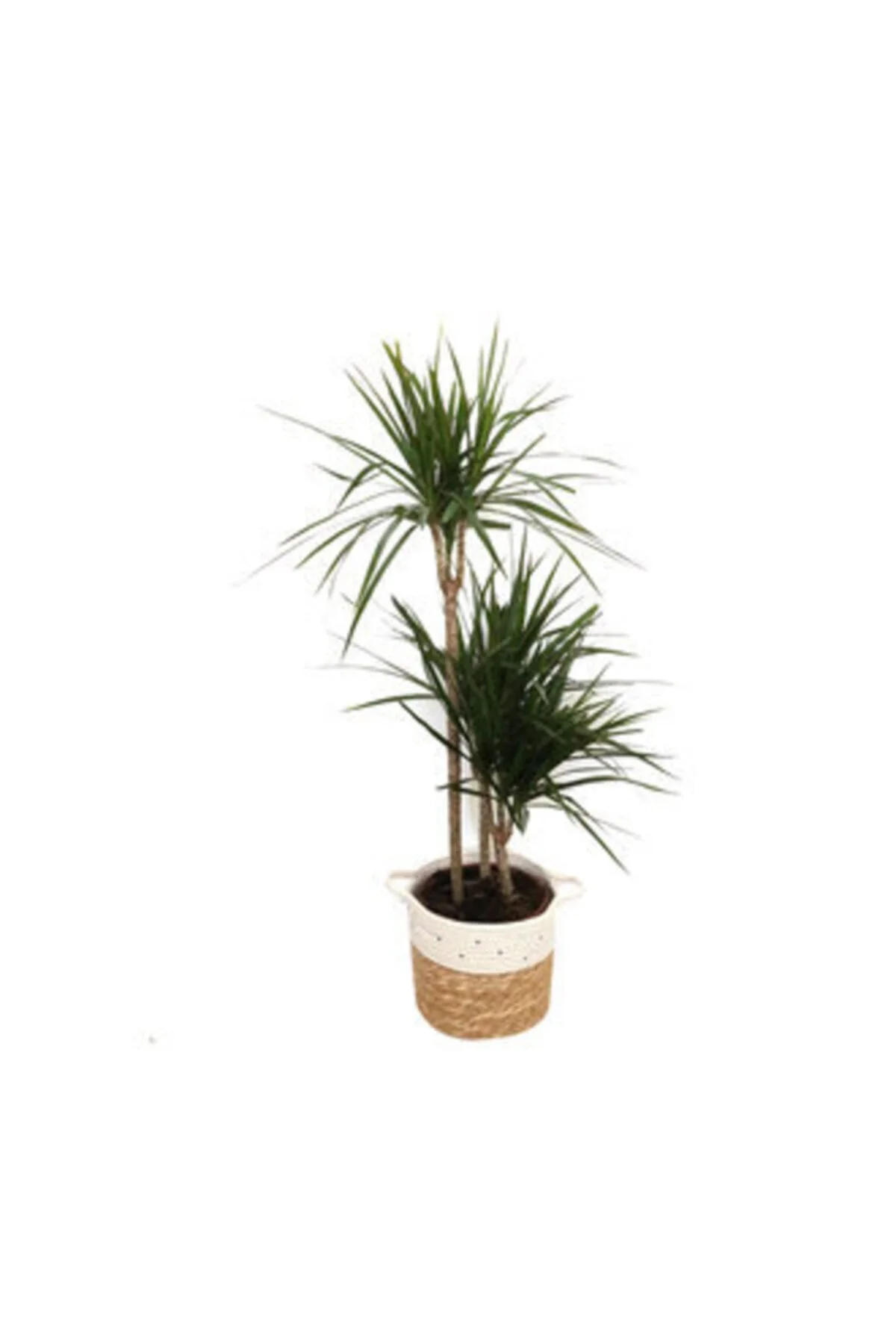 Marginata 3'lü Hasır Saksı