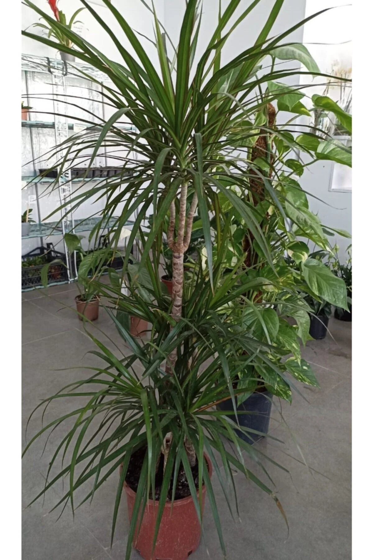 Marginata 3'lü