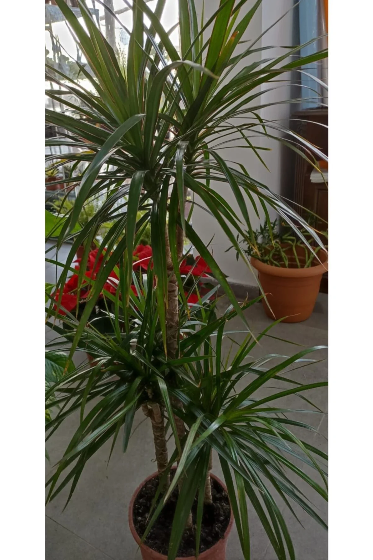 Marginata 3'lü