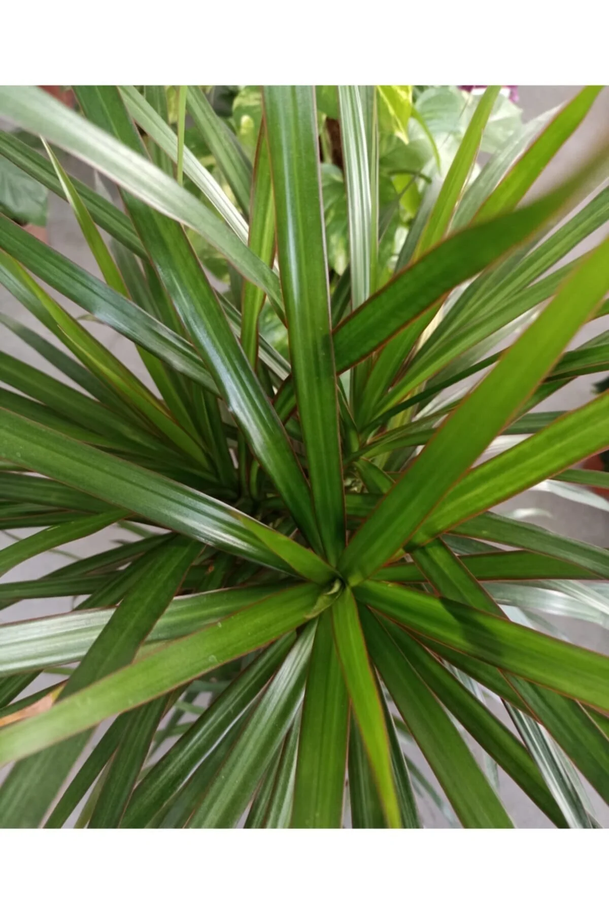 Marginata 3'lü