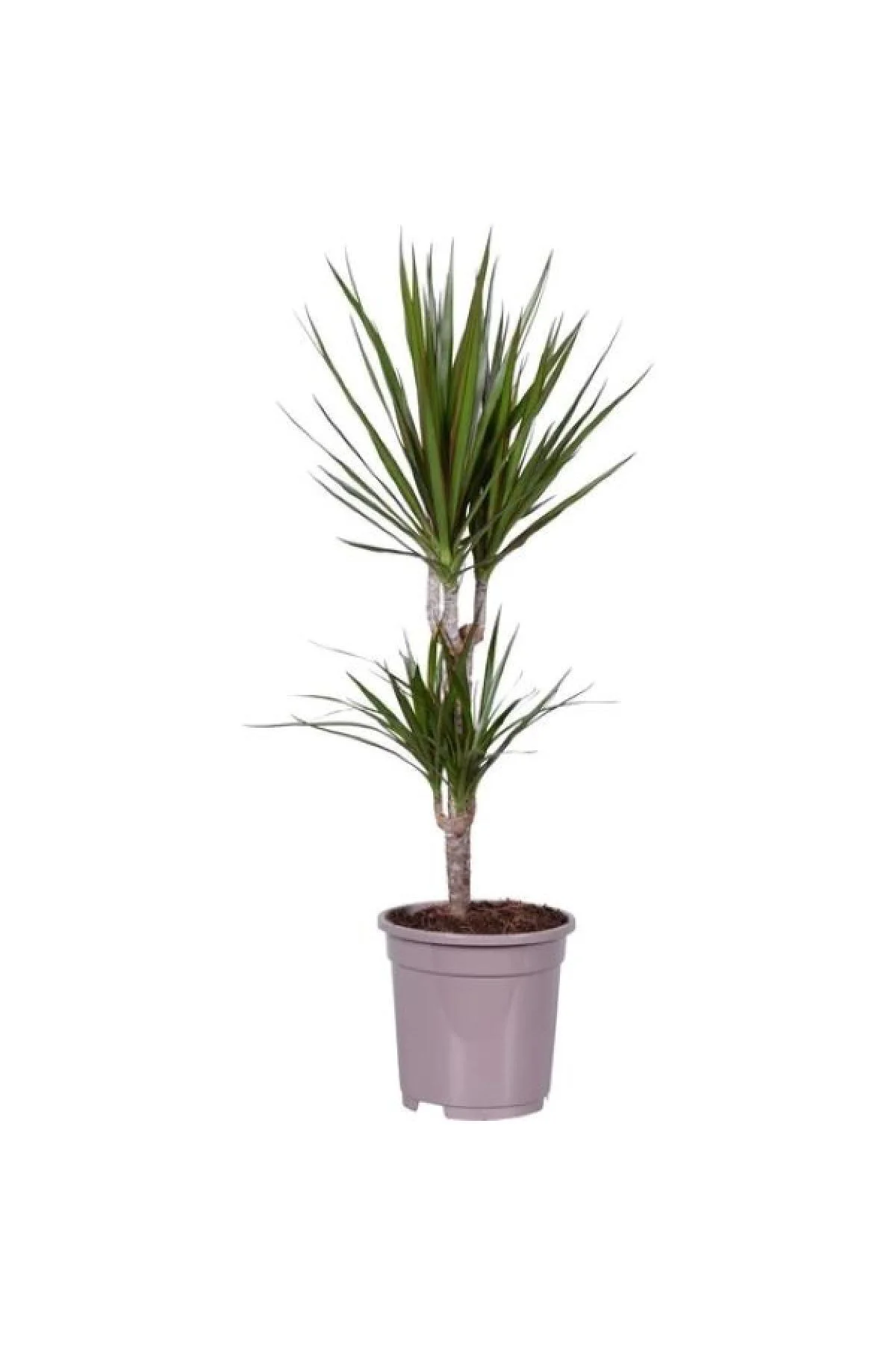 Marginata Bitkisi 2 Gövdeli Ev Ofis Salon Bitkisi