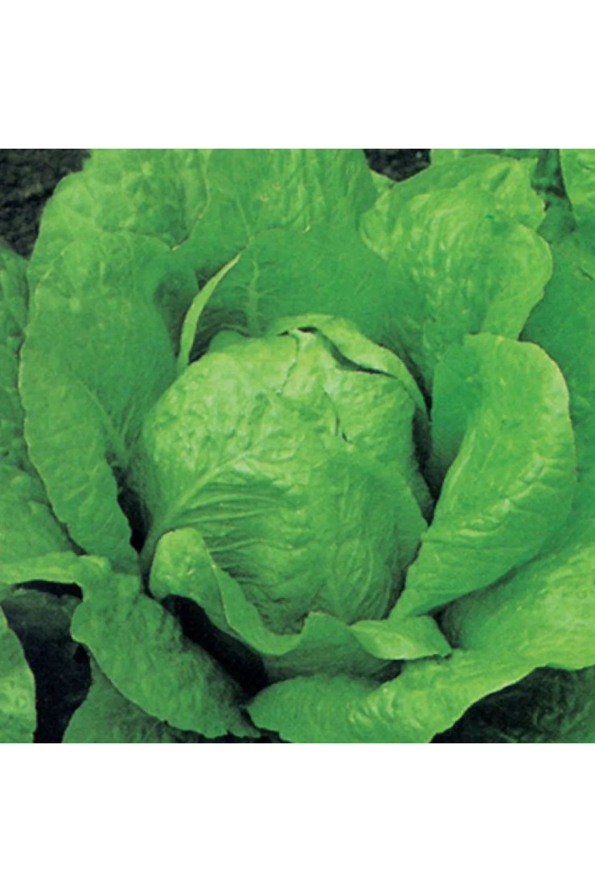 MARUL Tohumu Yerli YEDİKULE 5 gram Fiyatı, Yorumları ve Özellikleri