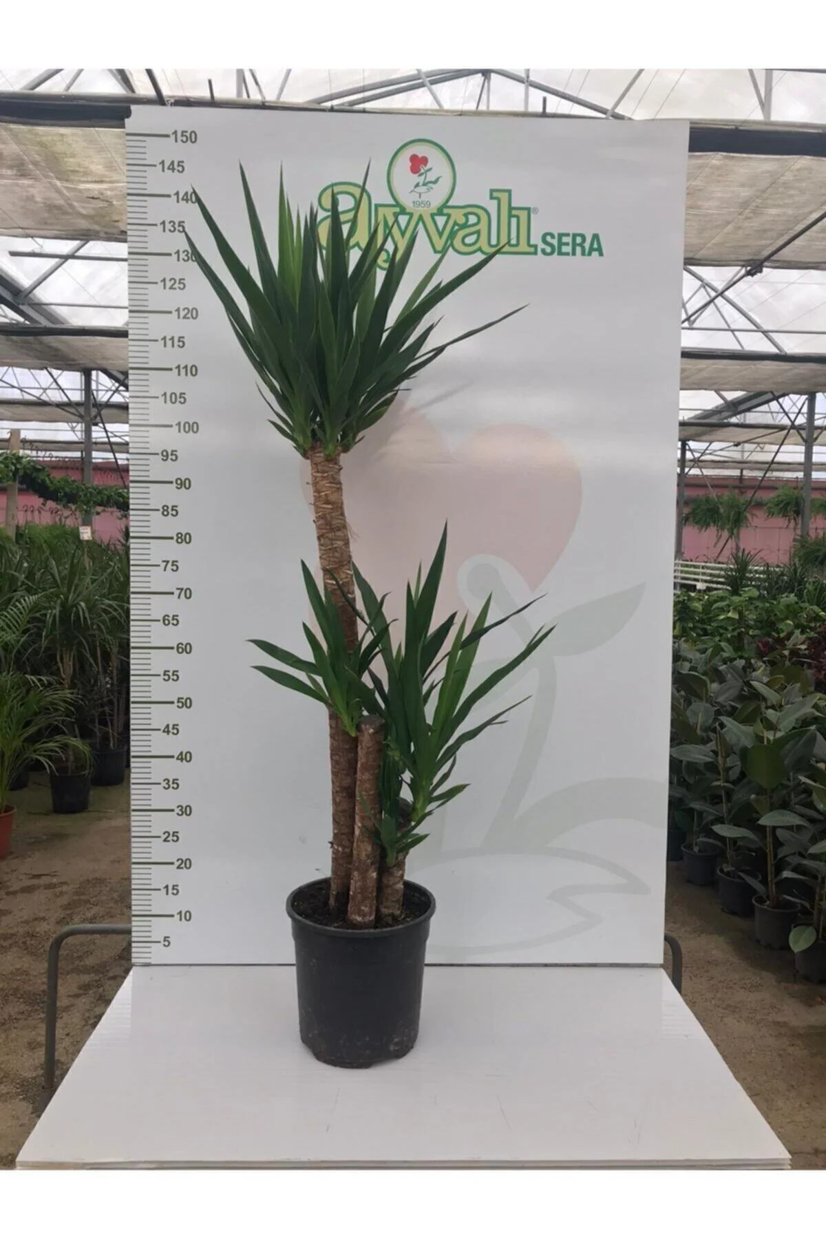 Massyucca Yuka 3 Lü - Ev Ofis Çiçeği