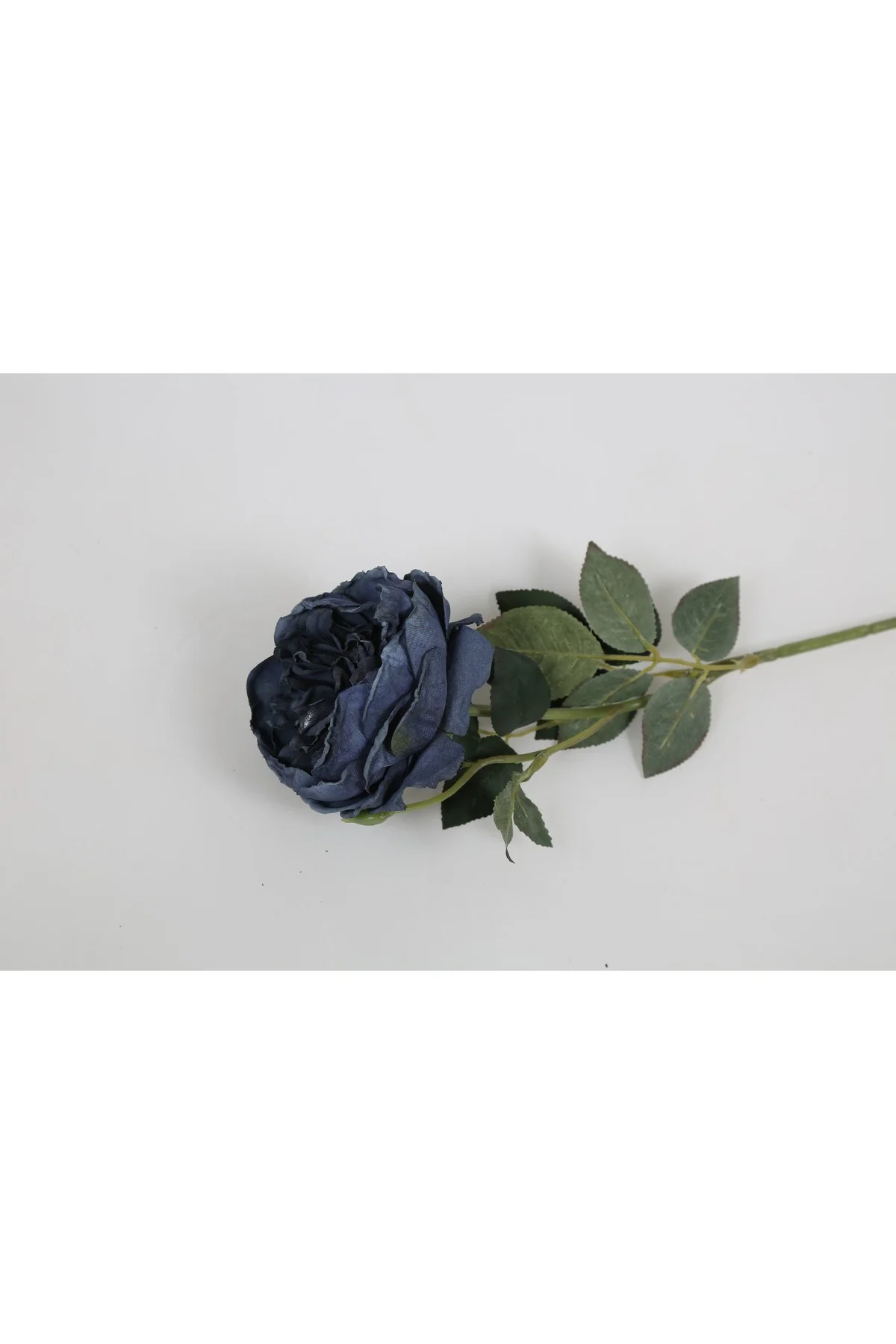 Mavi Austın Gülü 60cm