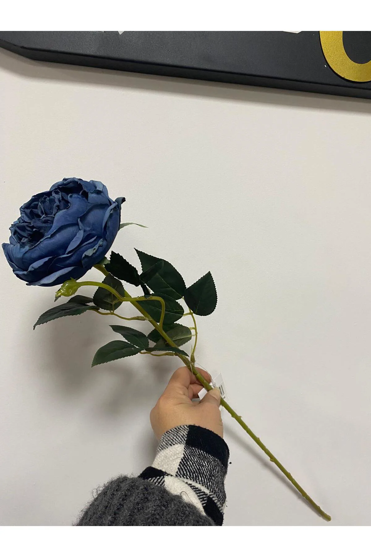 Mavi Austın Gülü 60cm