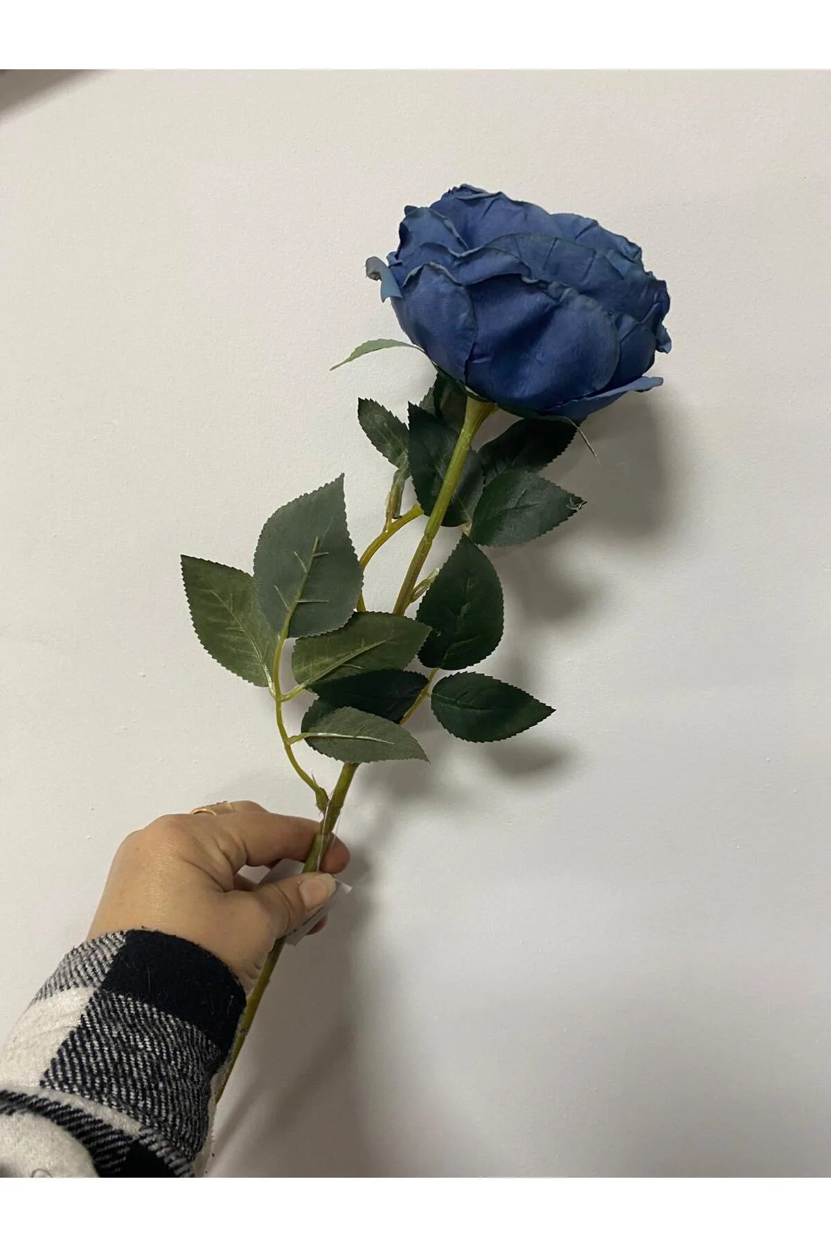 Mavi Austın Gülü 60cm