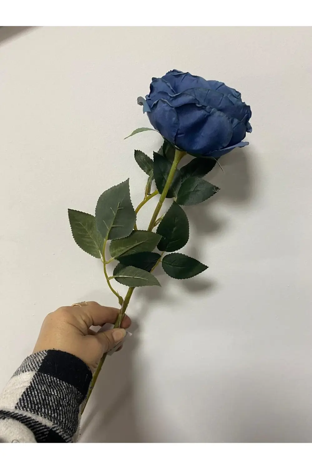 Mavi Austın Gülü 60cm