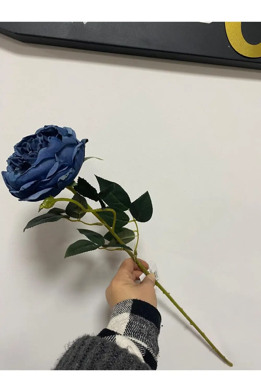 Mavi Austın Gülü 60cm