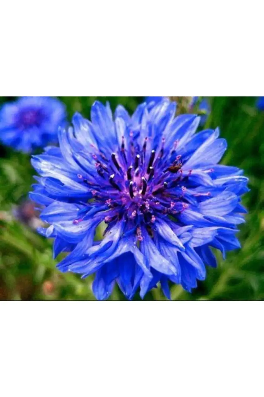 Mavi Kantaron Tohumu