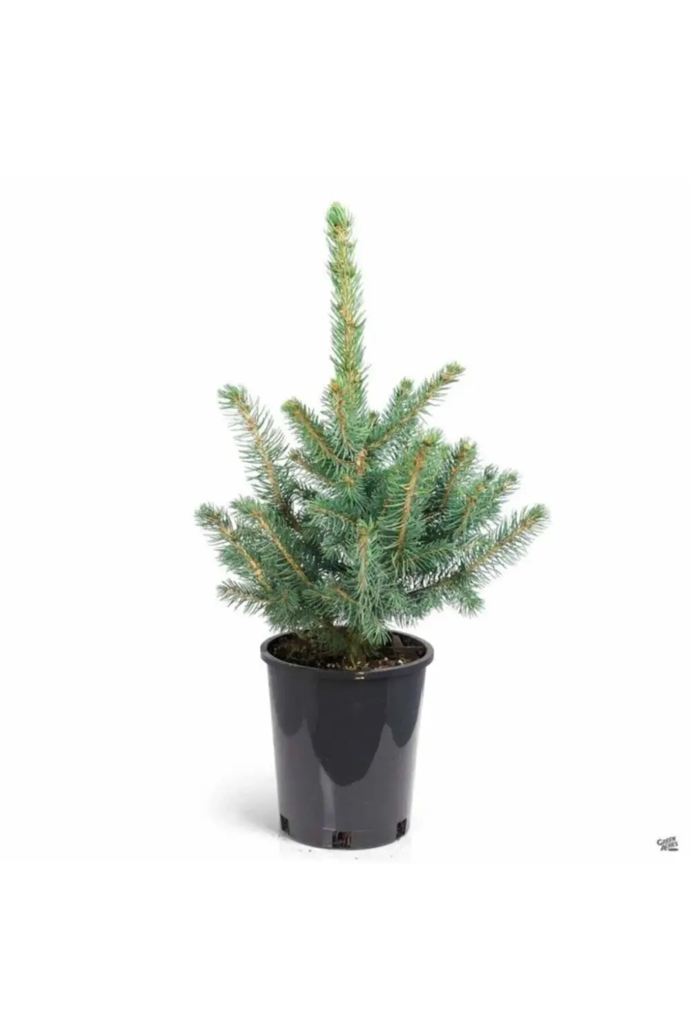 Mavi Ladin Fidanı / 40 Cm (PİCEA PUNGENS)