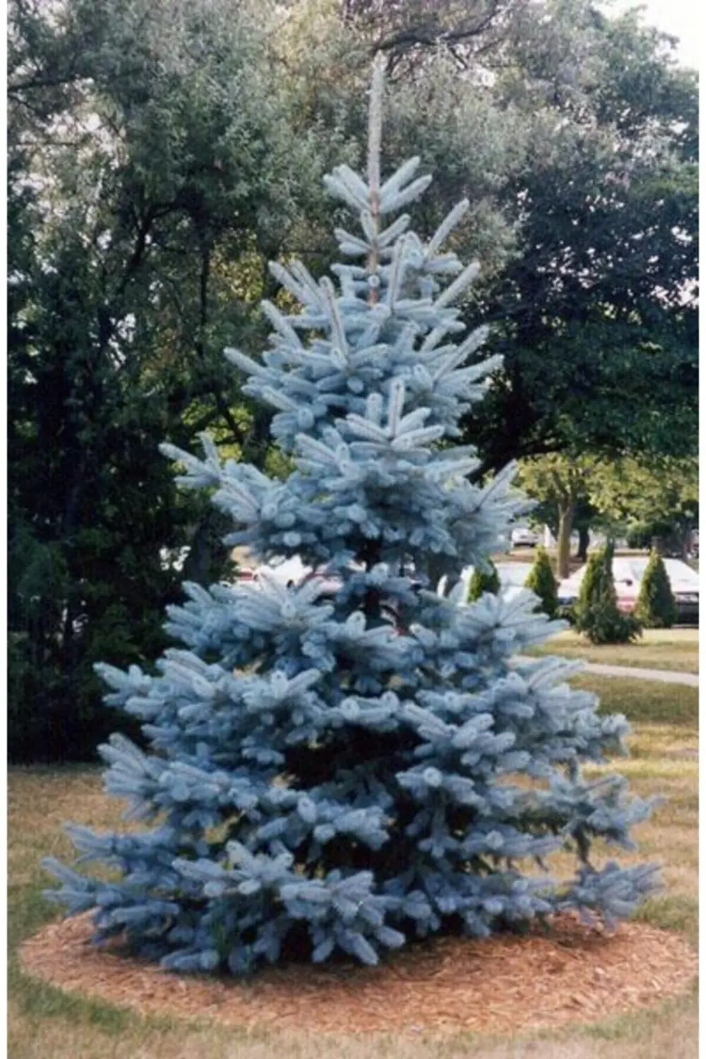 Mavi Ladin Fidanı / 40 Cm (PİCEA PUNGENS)