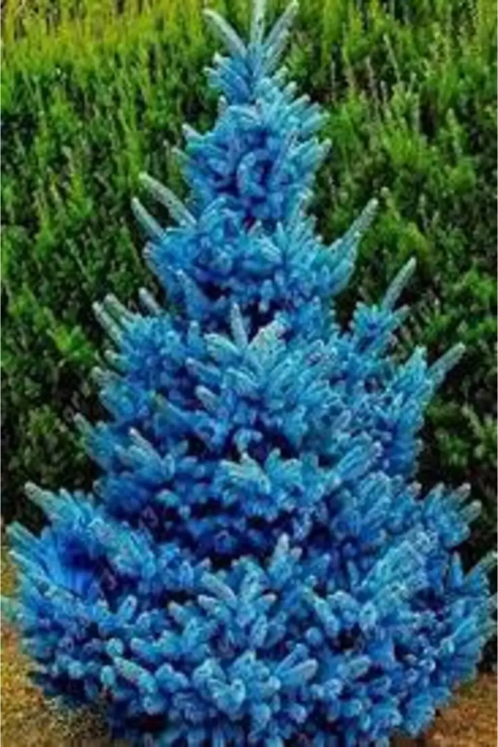 Mavi Ladin Fidanı 5 Adet - 1 Metre Boyunda