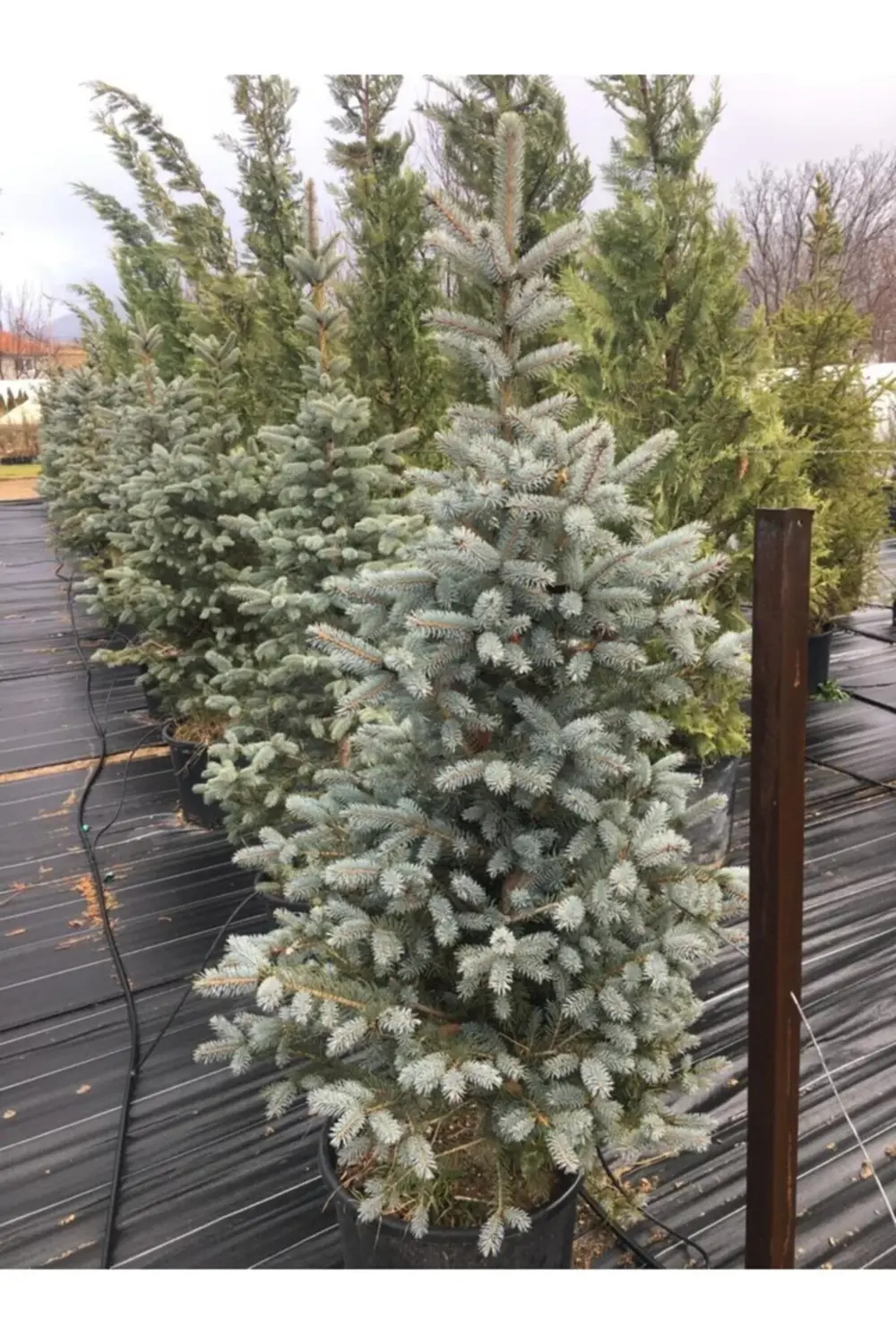 Mavi Ladin Fidanı 5 Adet - 1 Metre Boyunda