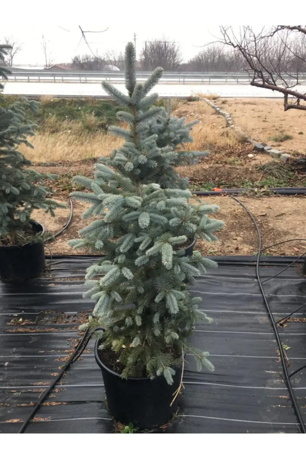 Mavi Ladin Fidanı 5 Adet - 1 Metre Boyunda