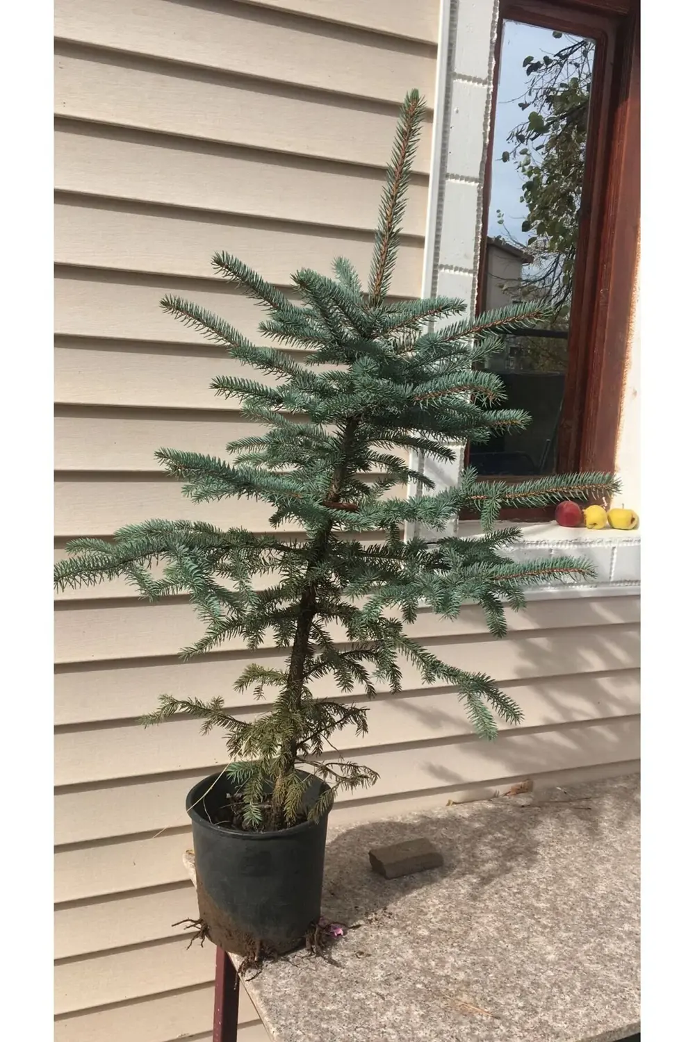 Mavi Ladin Tijli Aşılı 100 Cm