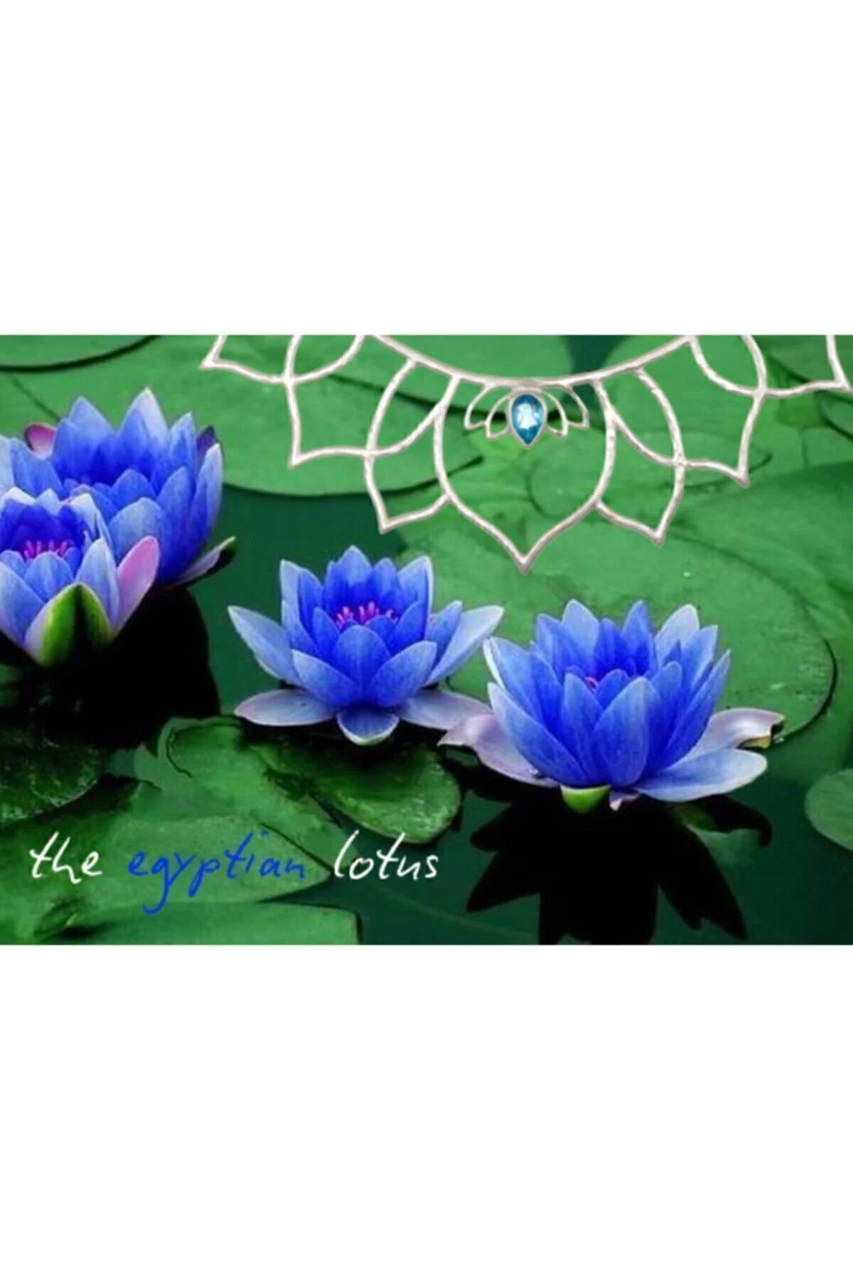Mavi Lotus Çiçeği Tohumu & Nelumbo Tropikal Çiçek Tohumları (2 Adet Tohum) Fiyatı, Yorumları ve Özellikleri