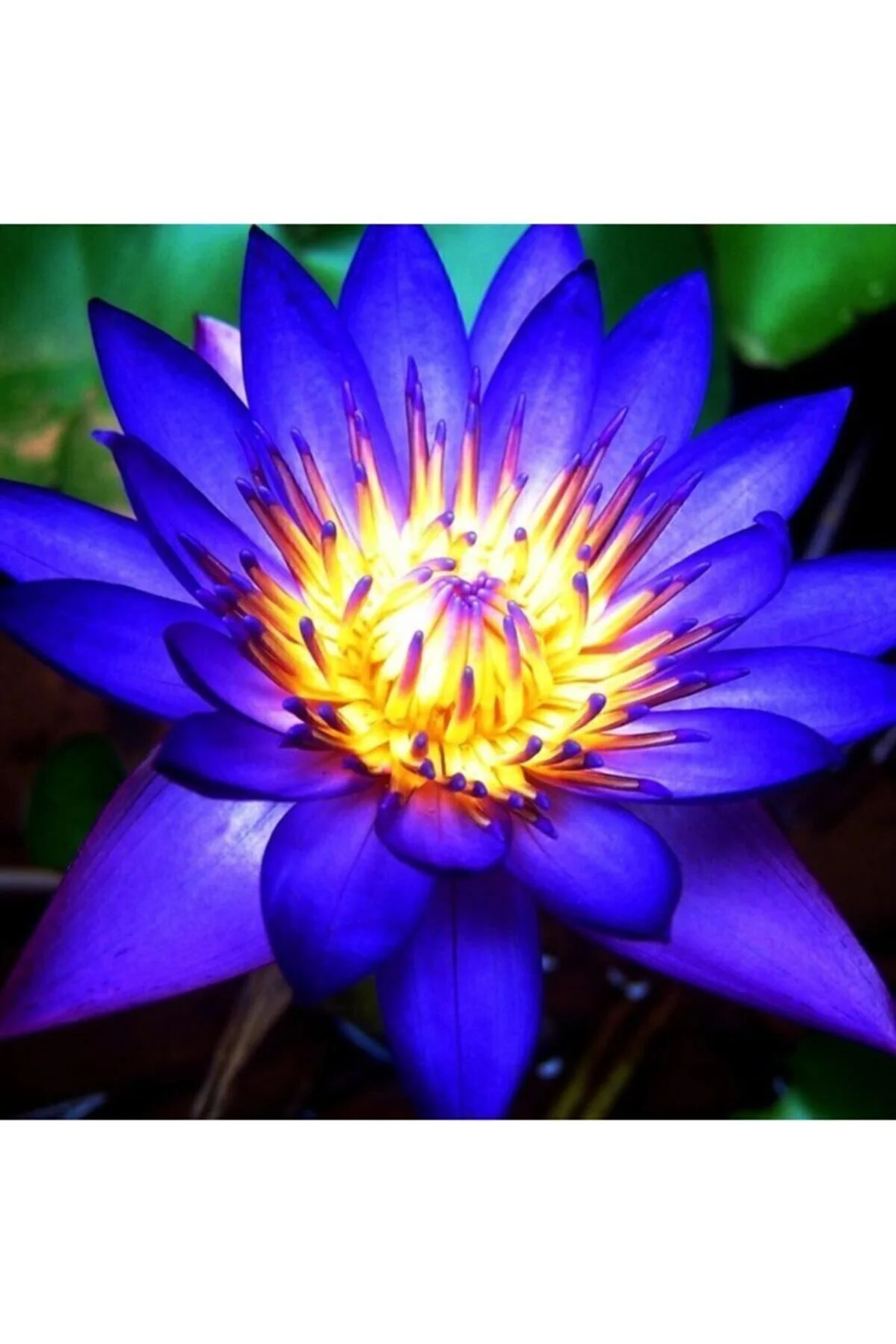 Mavi Lotus Çiçeği Tohumu & Nelumbo Tropikal Çiçek Tohumları (2 Adet Tohum) Fiyatı, Yorumları ve Özellikleri