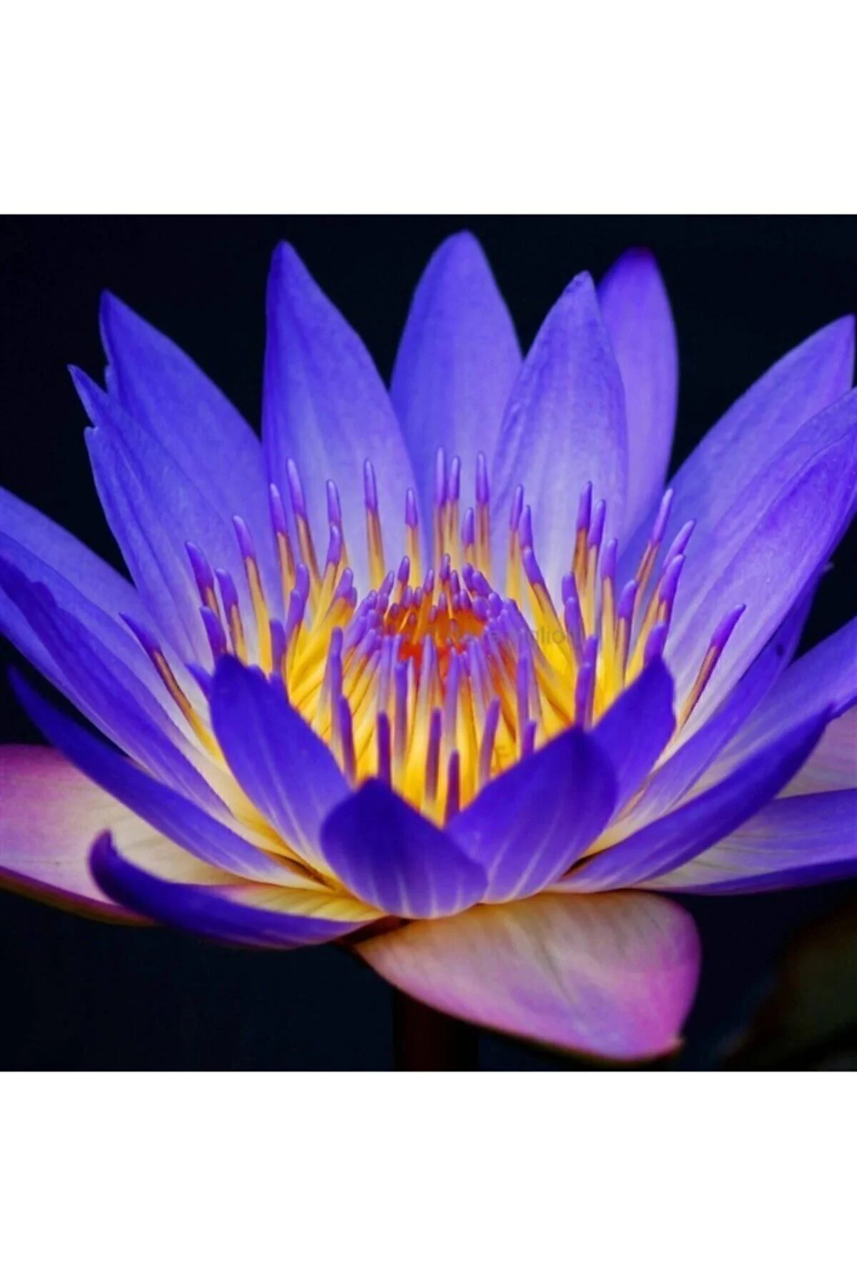 Mavi Lotus Çiçeği Tohumu & Nelumbo Tropikal Çiçek Tohumları (2 Adet Tohum) Fiyatı, Yorumları ve Özellikleri