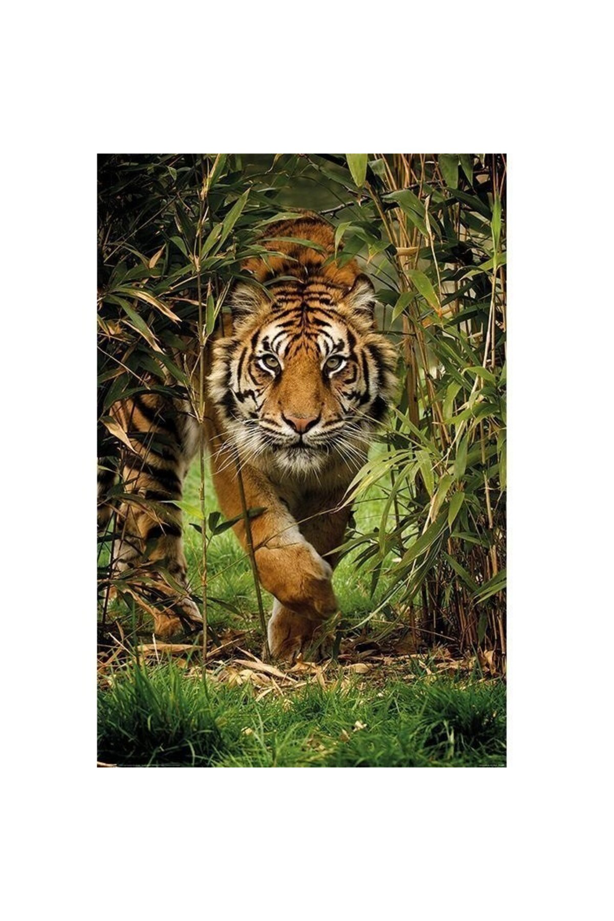 Maxi Poster Bamboo Tiger