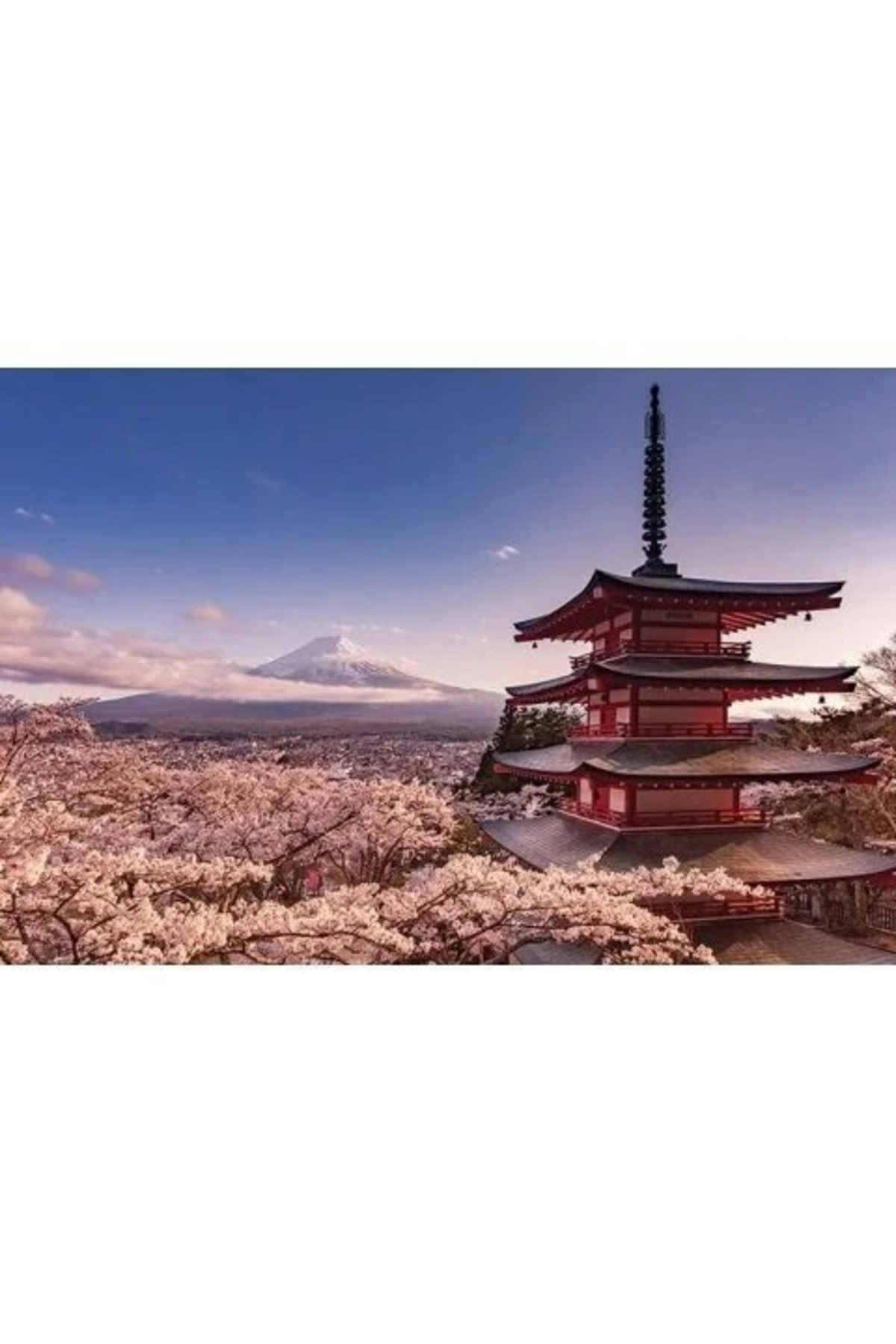 Maxi Poster Mount Fuji Blossom
