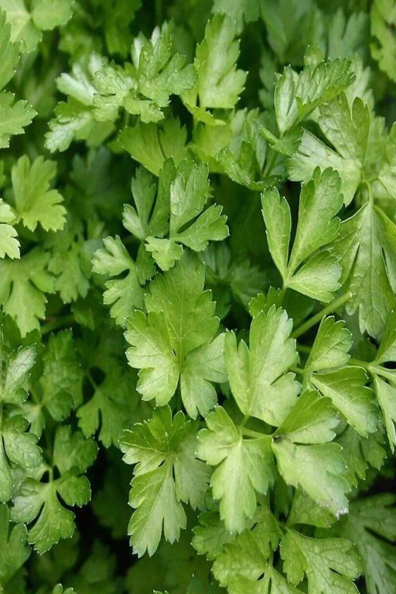 Maydanoz Tohumu 25 Gr - İri Yaprak Maydanoz Yetiştirme Kılavuzu Fiyatı, Yorumları ve Özellikleri