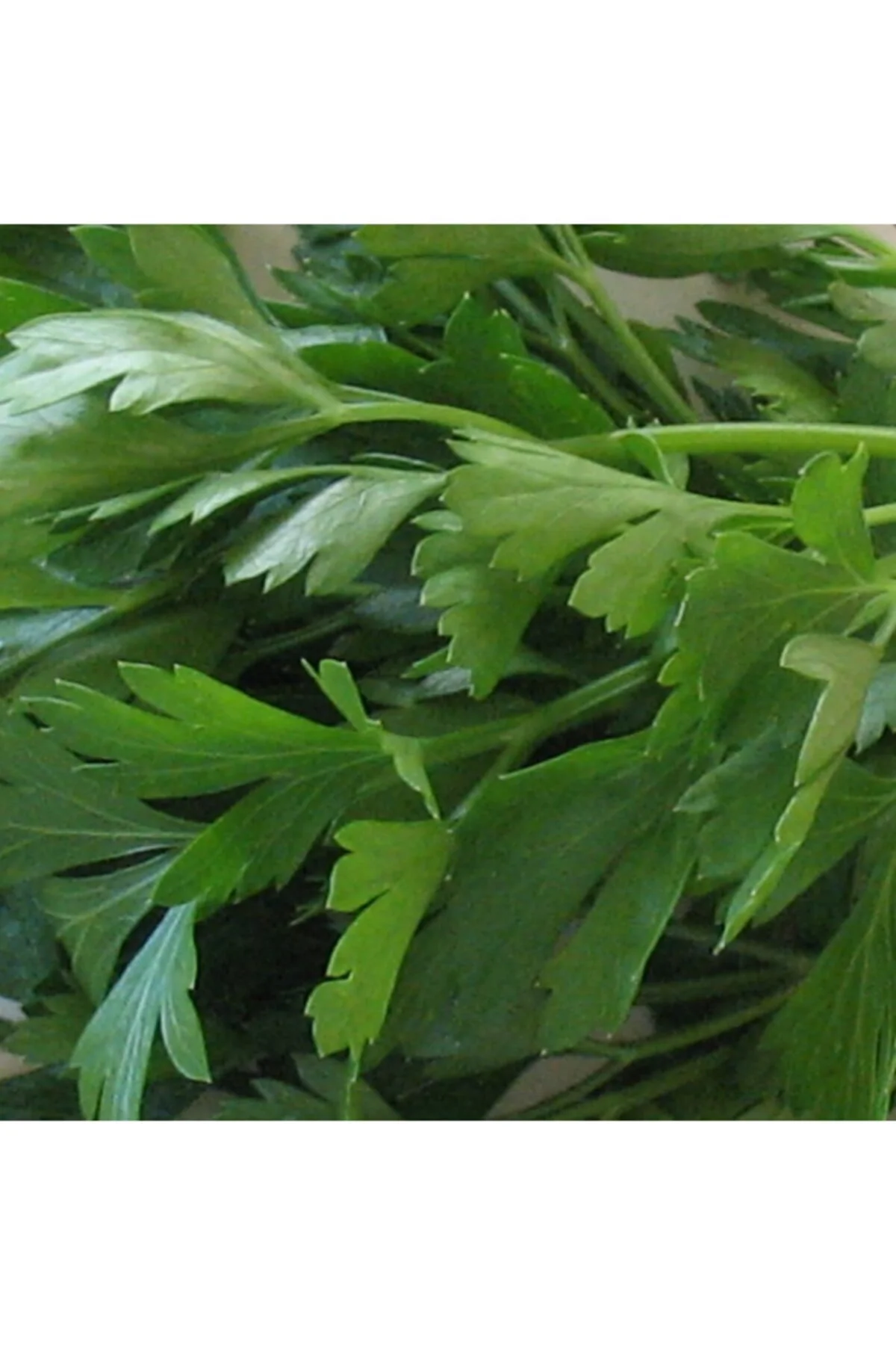 Maydonoz 25 Gram Tohum Fiyatı, Yorumları ve Özellikleri