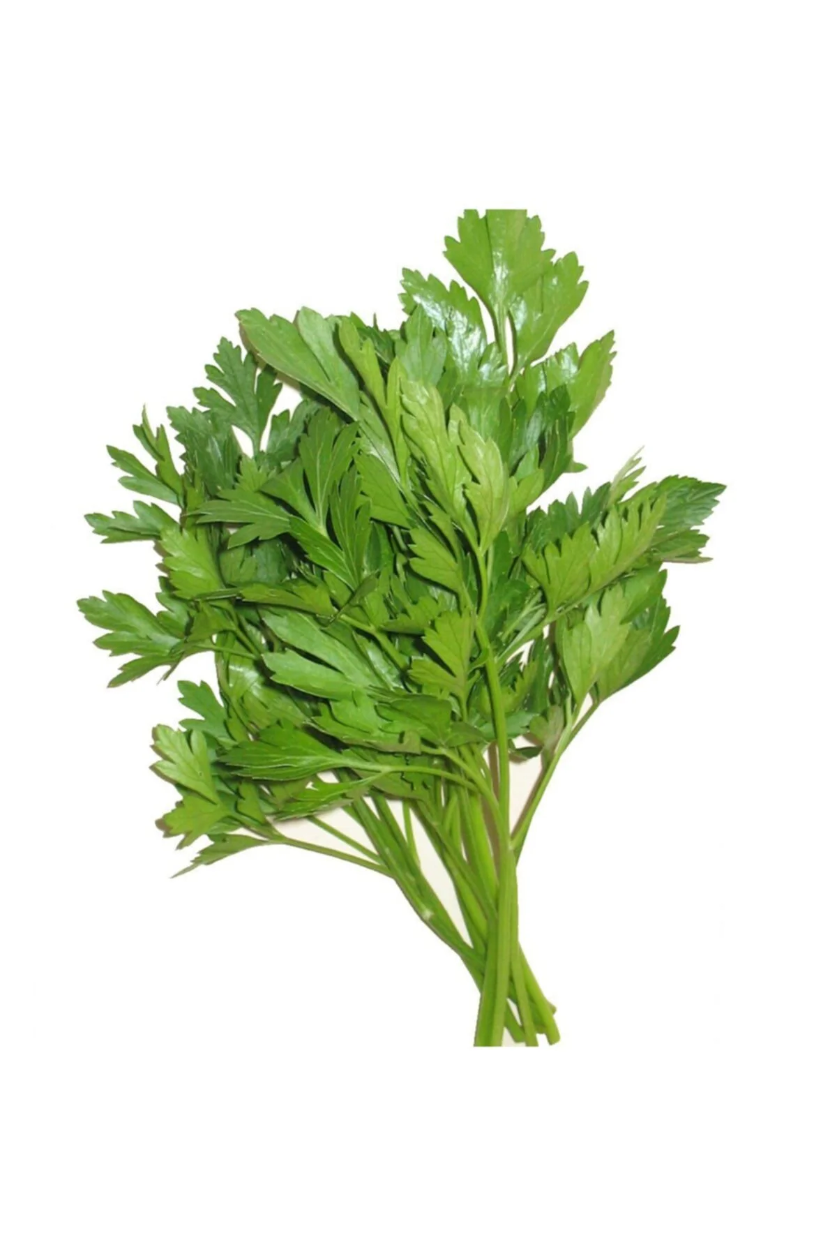 Maydonoz 25 Gram Tohum Fiyatı, Yorumları ve Özellikleri