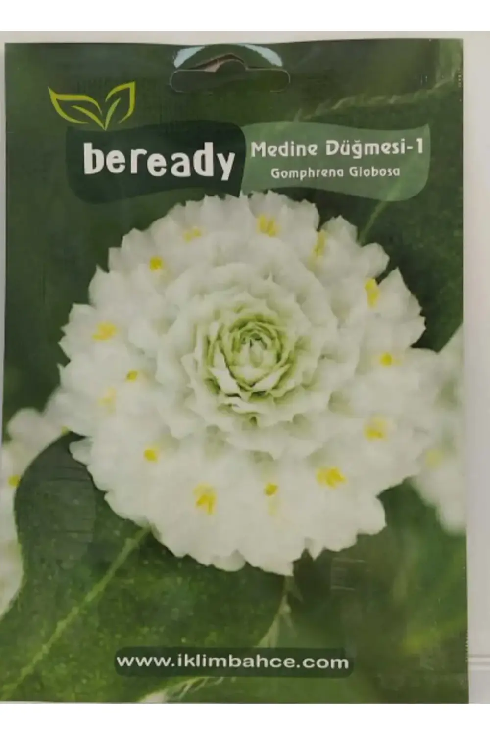 Medine Düğmesi Çiçeği Tohumu