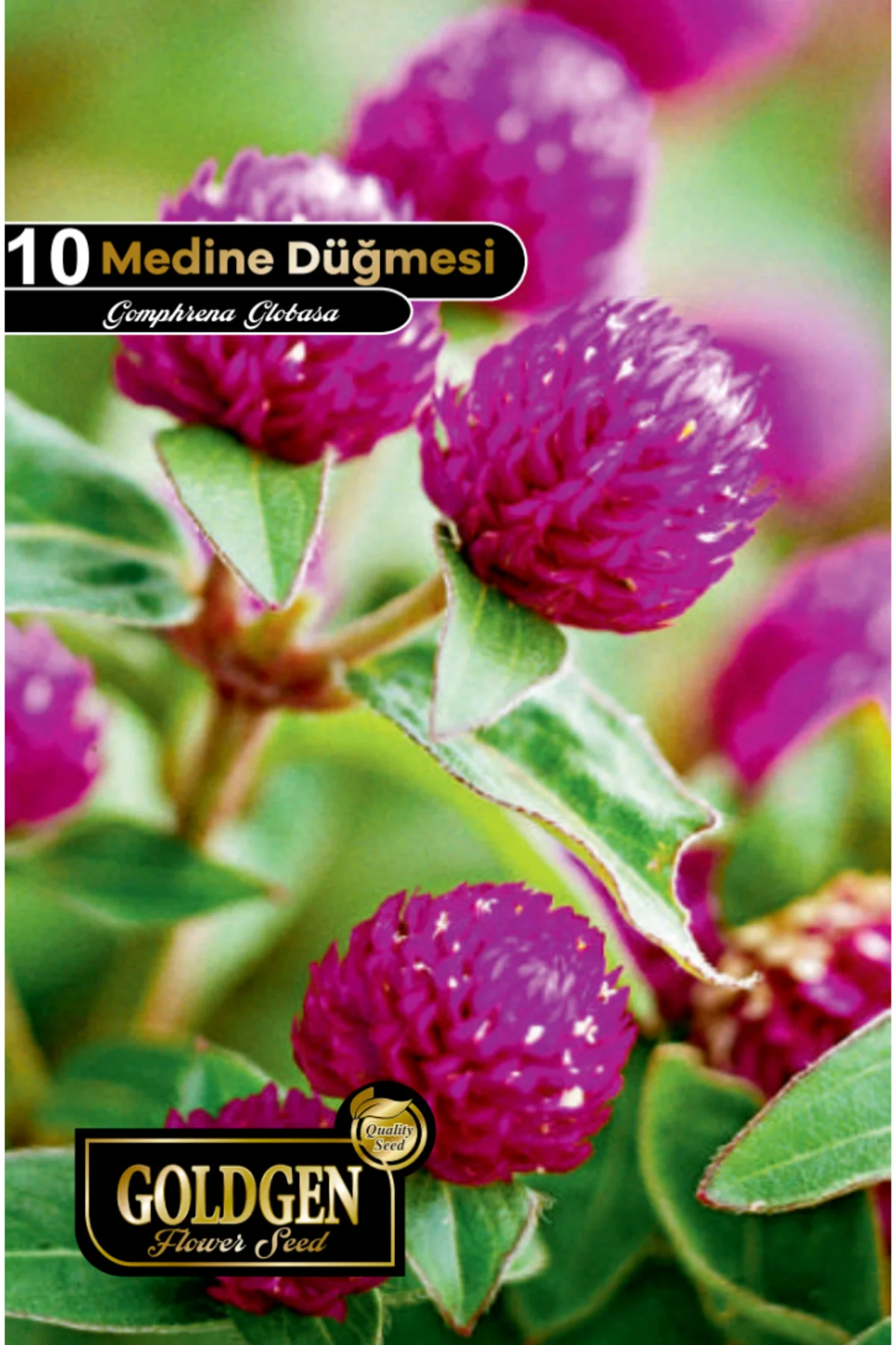 Medine Düğmesi Tohumu